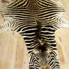 A grade zebra skins. Very large and beautiful soft tanned skin.