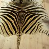 A grade zebra skins. Very large and beautiful soft tanned skin.