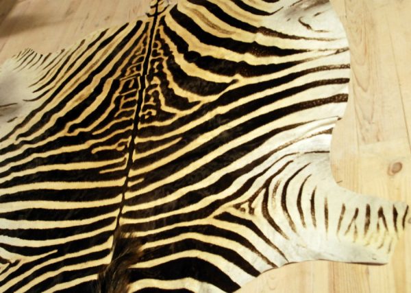 A grade zebra skins. Very large and beautiful soft tanned skin.