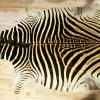 A grade zebra skins. Very large and beautiful soft tanned skin.