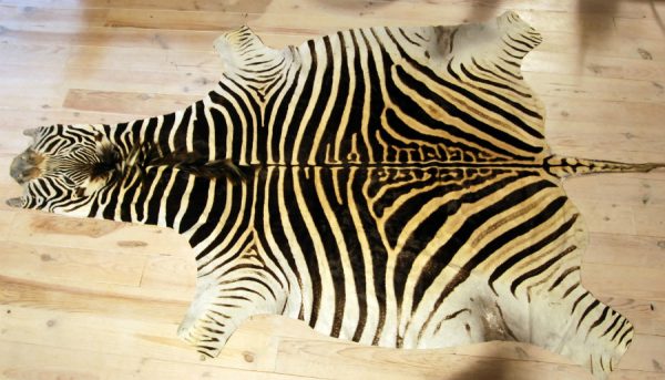 A grade zebra skins. Very large and beautiful soft tanned skin.