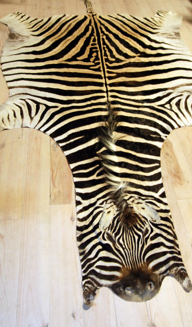 A grade zebra skins