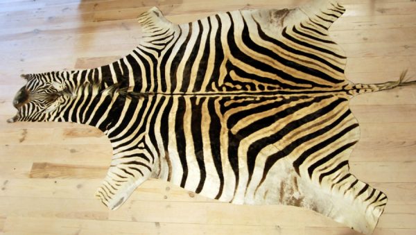 A grade zebra skins