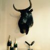 Imposing stuffed head and Nguni bull