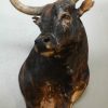 Imposing stuffed head and Nguni bull