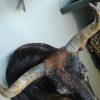 Imposing stuffed head and Nguni bull