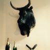 Imposing stuffed head of a Cape buffalo bull