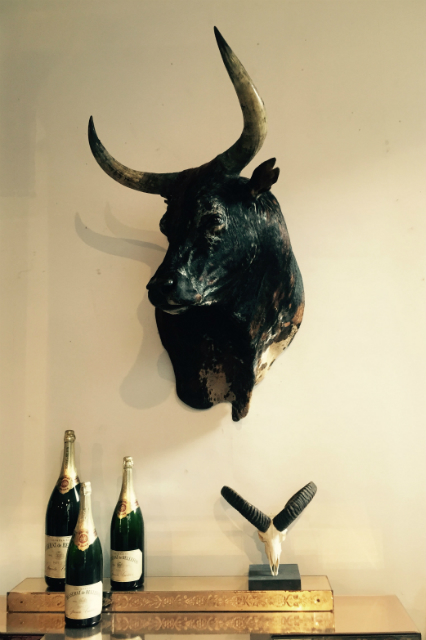 Imposing stuffed head and Nguni bull
