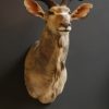 Imposing stuffed head of a kudu.