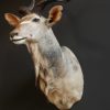 Imposing stuffed head of a kudu.