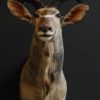 Imposing stuffed head of a kudu.