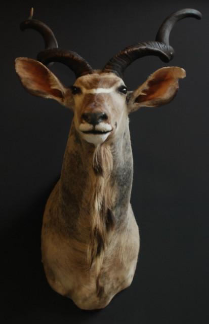 Imposante opgezette kop van een kudu.