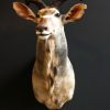 Imposing stuffed head of a kudu.