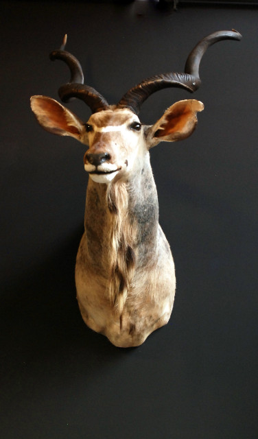 Imposing stuffed head of a kudu.