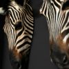 Mooie recent opgezette koppen zebra's