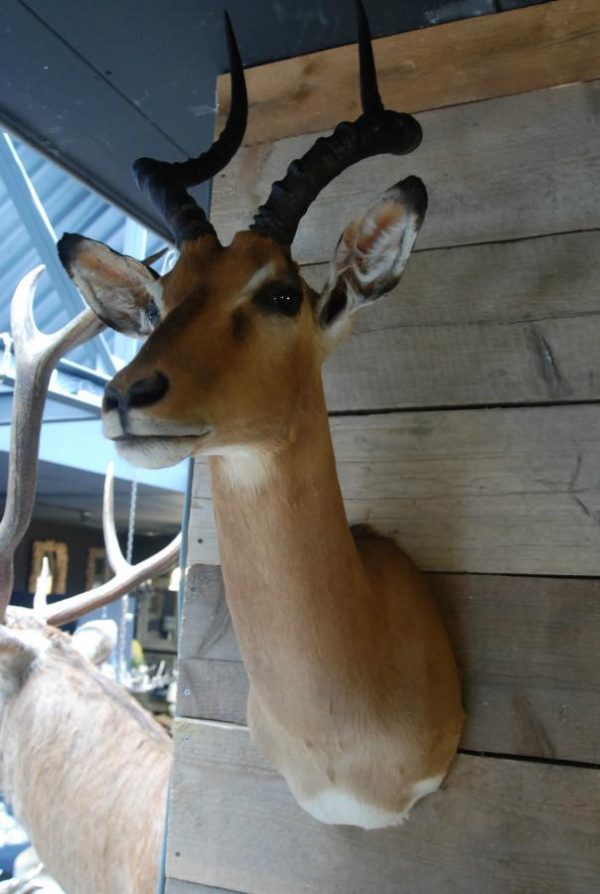 Sierlijke opgezette impala's.