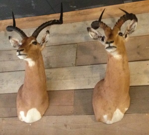 Sierlijke opgezette impala's.