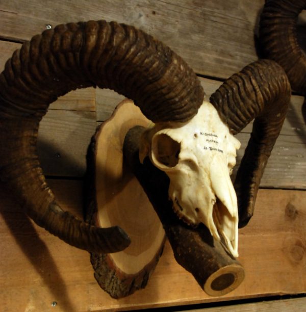 Robust skull of a capital mouflon ram