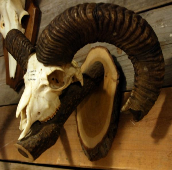 Robust skull of a capital mouflon ram