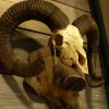 Robust skull of a capital mouflon ram.