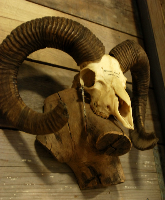 Robust skull of a capital mouflon ram.
