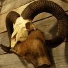 Robust skull of a capital mouflon ram.