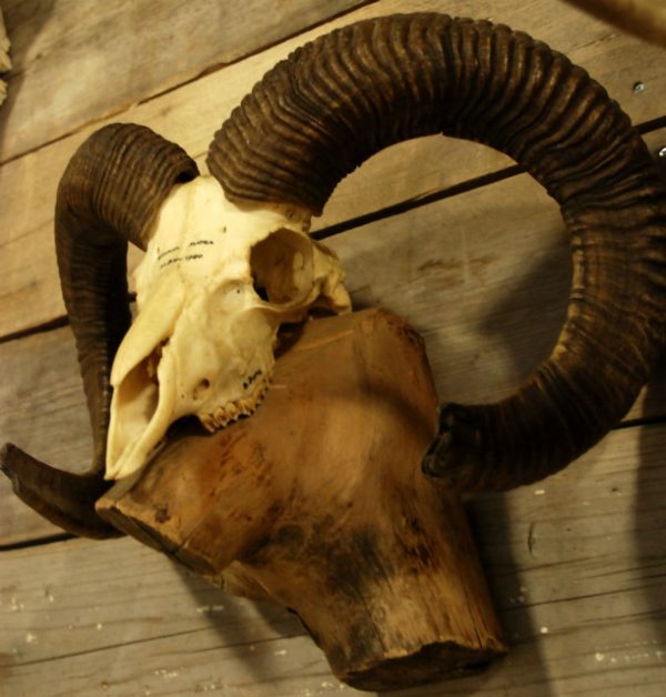 Robust skull of a capital mouflon ram.