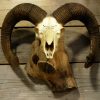 Ram skull on stone pedestals