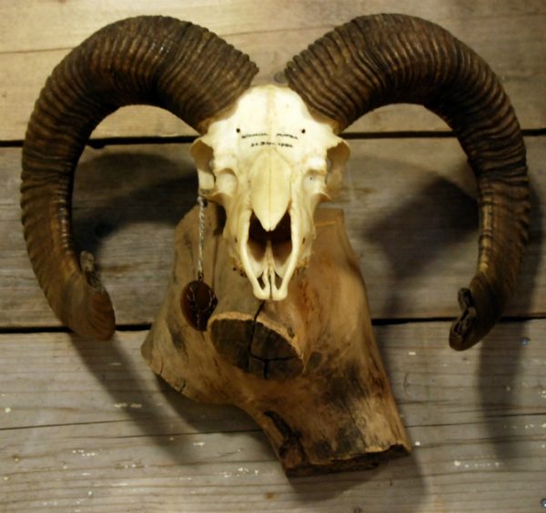 Robust skull of a capital mouflon ram.