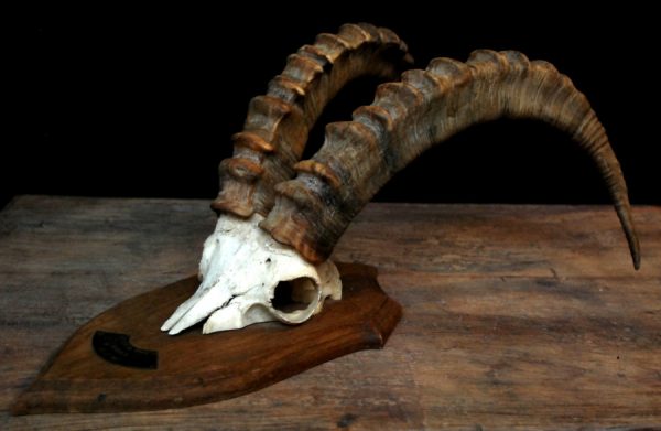 Very unique skull of an ibex.