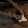 Very unique skull of an ibex.