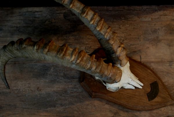 Very unique skull of an ibex.