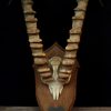 Very unique skull of an ibex.
