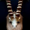 Zeer unieke schedel van een steenbok.