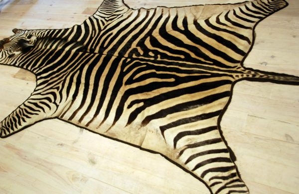 Very nice skin of a zebra.