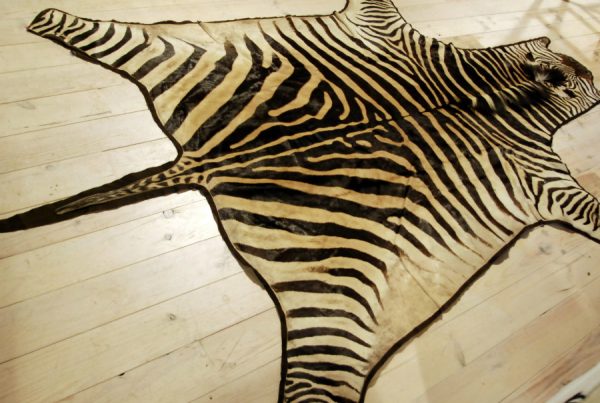 Very nice skin of a zebra.