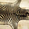 Very nice skin of a zebra.