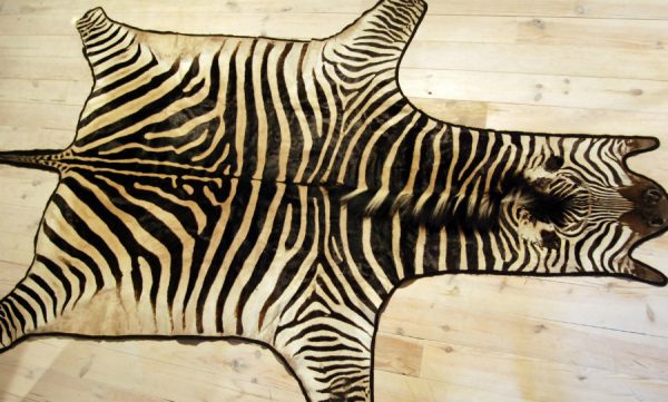 Very nice skin of a zebra.