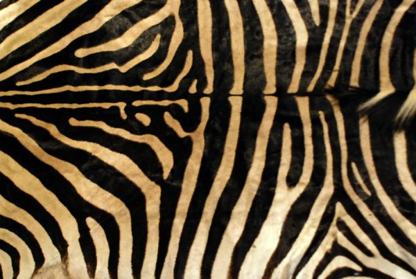 Zeer fraaie huid van een zebra.