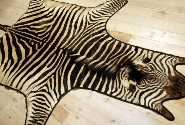 Very nice skin of a zebra.