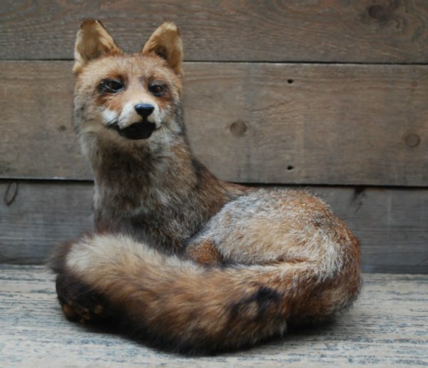 Stuffed lying fox