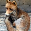 Stuffed lying fox