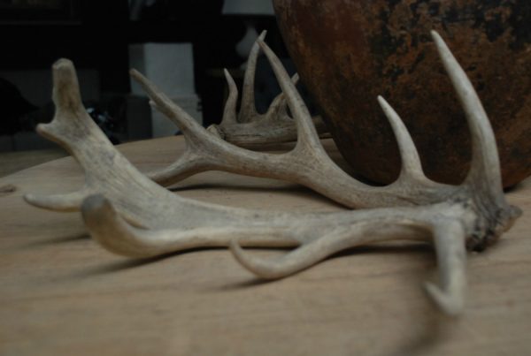 Several sets naturally bleached deer antlers.