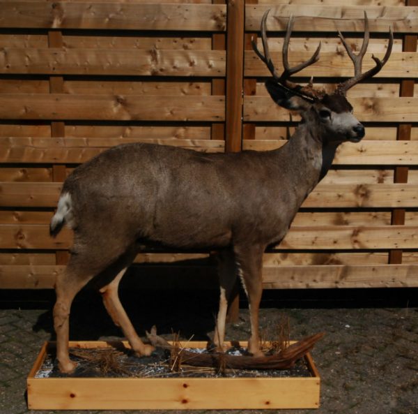 Beautiful full mount whitetail deer.