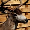 Beautiful full mount whitetail deer.