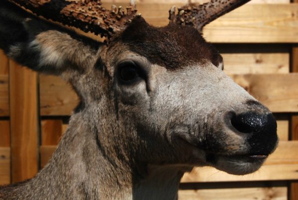 Beautiful full mount whitetail deer.