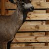 Beautiful full mount whitetail deer.