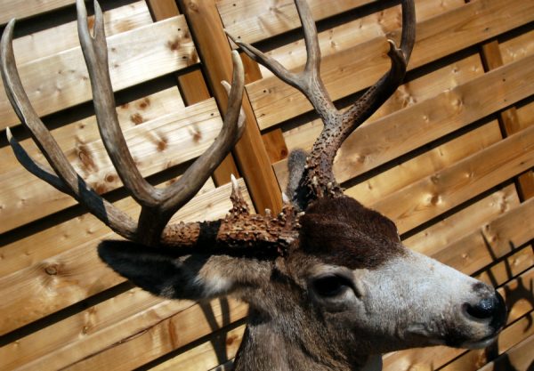 Beautiful full mount whitetail deer.