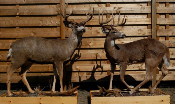 Beautiful full mount whitetail deer.