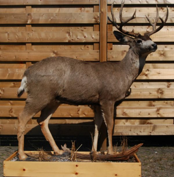 Beautiful full mount whitetail deer.